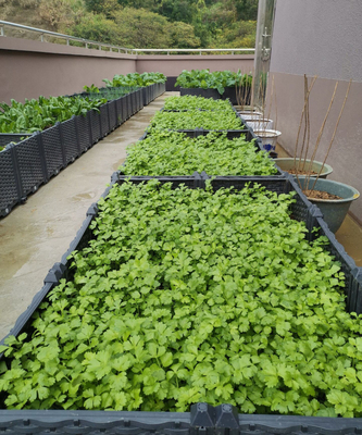 Binnenplaats 0.5mm16.0mm Dikke Plastic de Doos Lange Levensduur van de Tuinplanter