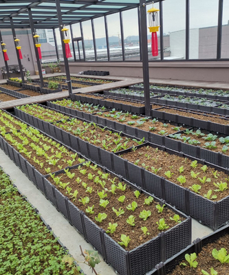 Binnenplaats 0.5mm16.0mm Dikke Plastic de Doos Lange Levensduur van de Tuinplanter