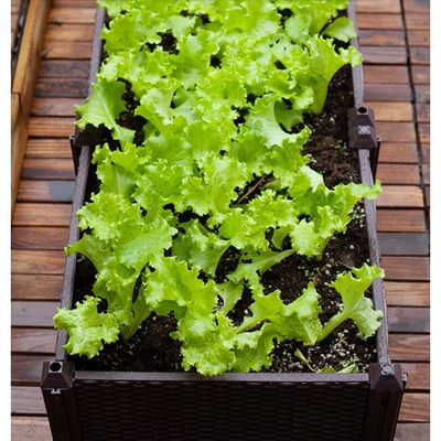 Van de het Polypropyleenplanter van Ce ISO9001 van de de Doos de Plastiek Opgeheven Tuin Uitrusting van de het Bedplanter