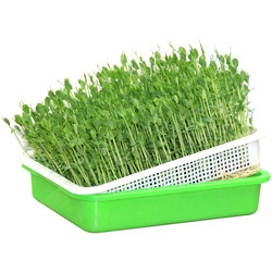 Veelkleurig In te ademen Hydroponic Zaailingsdienblad 31cm Rekupereerbare Lengte